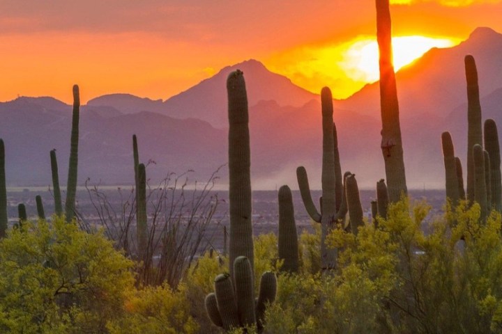 a cactus with a mountain in the background